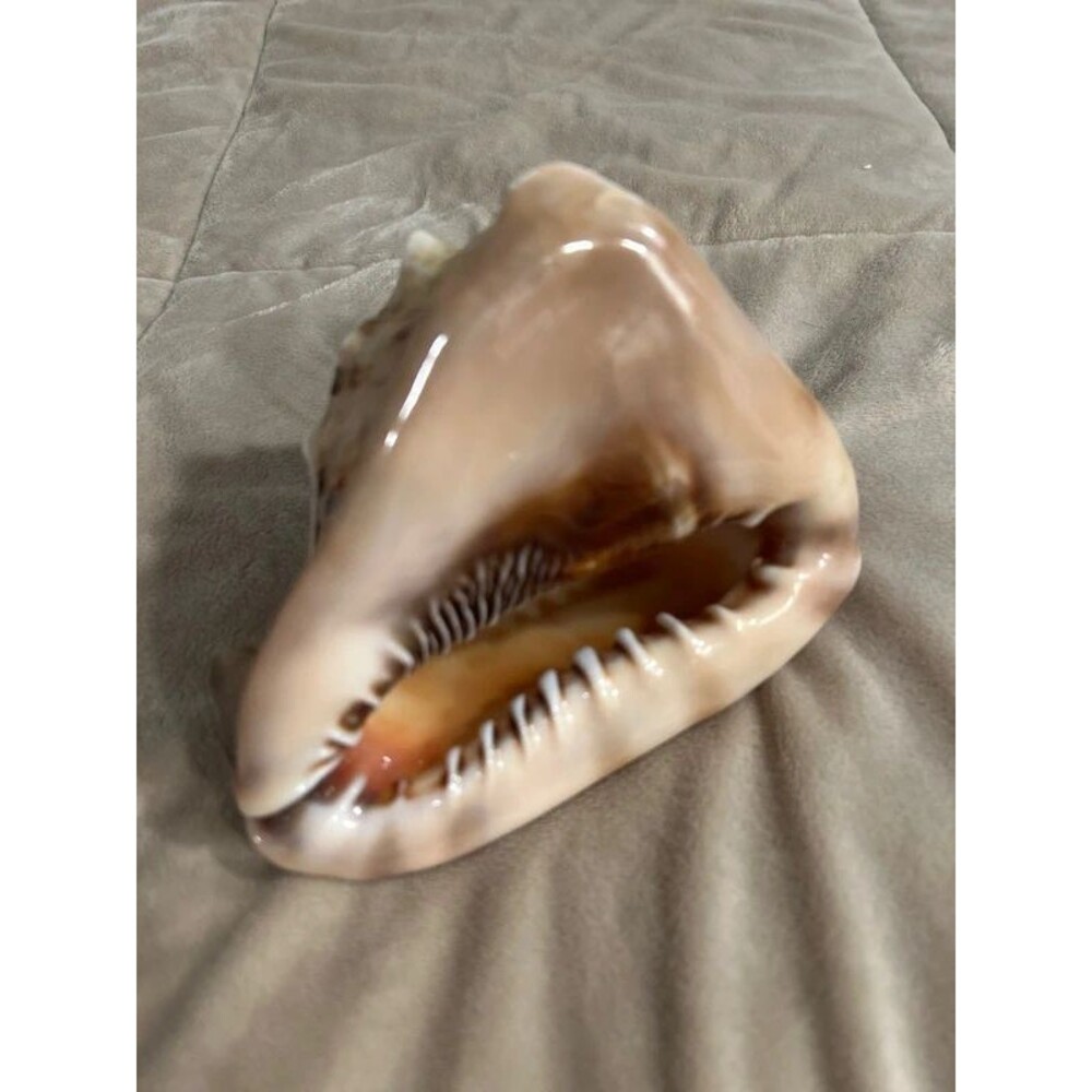 Horned Helmet Sea Shell Conch